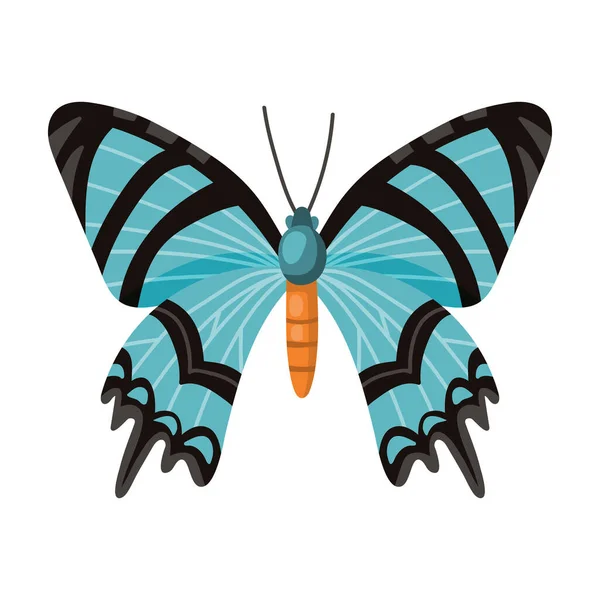 Schmetterling Vektor icon.cartoon Vektor-Symbol isoliert auf weißem Hintergrund Schmetterling . — Stockvektor