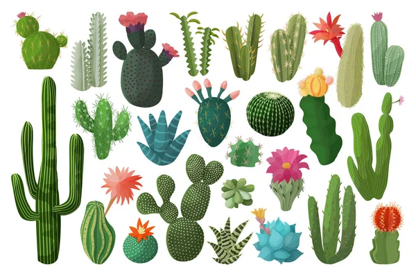 Cactus ícone conjunto de desenhos animados isolado. Ilustração vetorial cactos mexicanos sobre fundo branco. Conjunto de desenhos animados vetorial cacto ícone com flor . — Vetor de Stock