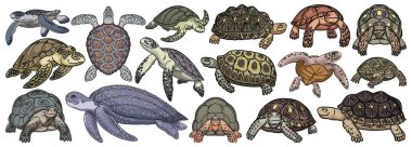 Sea turtle vector cartoon set icon. Vector illustration tortoise on white background. Isolate cartoon set icon sea turtle. clipart