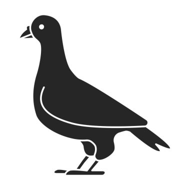 Güvercin vektör simgesi. Siyah vektör simgesi beyaz arka plan güvercininde izole edildi.