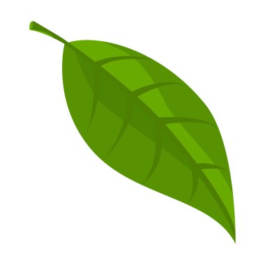 Yaprak avokado vektör simgesi. Çizgi film vektör logosu beyaz arka plan yapraklı avokado üzerinde izole edilmiş..