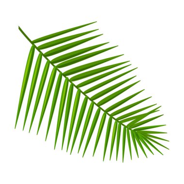 Hindistan cevizi yaprağı vektör simgesi. Çizgi film vektör simgesi beyaz arkaplan Hindistan cevizi yaprağı üzerinde izole edildi.