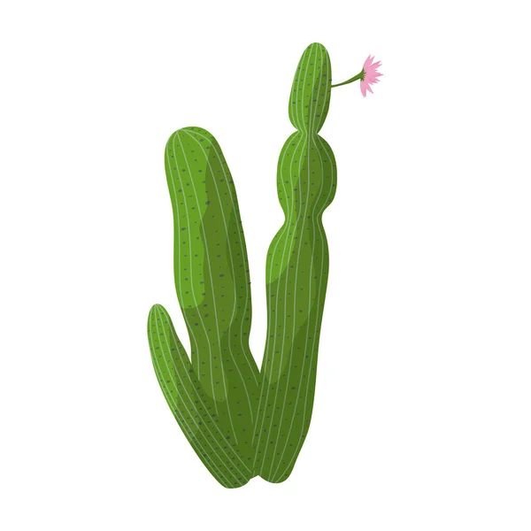Cactus vektor icon.Cartoon vector icon terisolasi di white background cactus . - Stok Vektor