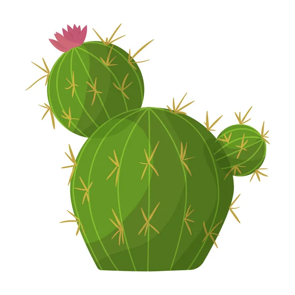 Cactus de icono de vector de flor.Icono de vector de dibujos animados aislado en cactus de fondo blanco de flor . — Vector de stock
