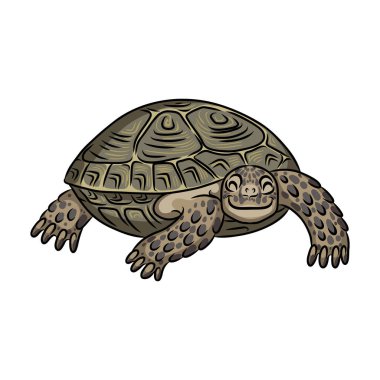 Turtle vector icon.Cartoon vector icon isolated on white background turtle. clipart