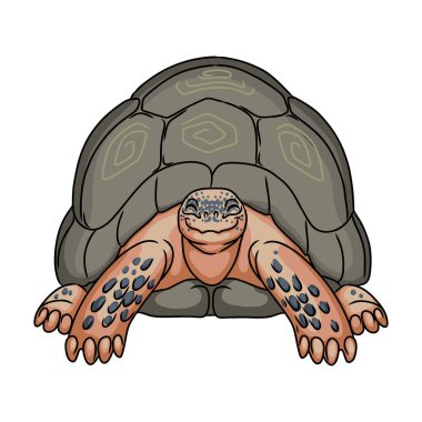 Kaplumbağa vektör simgesi. Karikatür vektör simgesi beyaz arkaplan kaplumbağasında izole edildi.