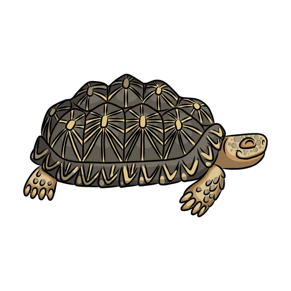 Icono de vector de tortuga. Icono de vector de dibujos animados aislado en tortuga de fondo blanco. — Archivo Imágenes Vectoriales