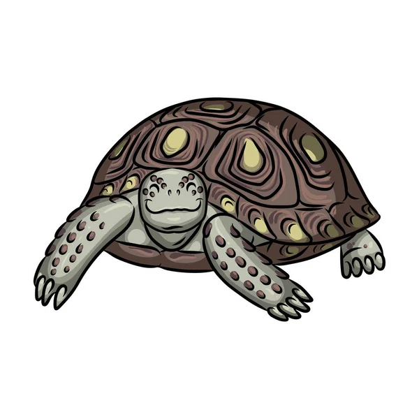 Icono de vector de tortuga. Icono de vector de dibujos animados aislado en tortuga de fondo blanco. — Archivo Imágenes Vectoriales