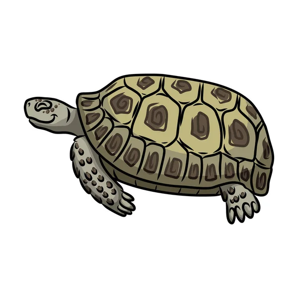 Ikona wektora żółwia.Ikona wektora kreskówki izolowane na białym tle żółwia. — Wektor stockowy