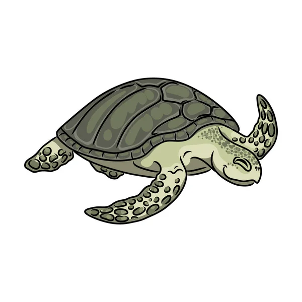 Иконка вектора черепахи. Иконка вектора карикатуры изолирована на белом фоне черепахи. — стоковый вектор