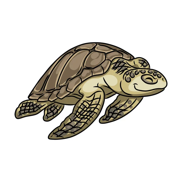 Icono de vector de tortuga. Icono de vector de dibujos animados aislado en tortuga de fondo blanco. — Vector de stock