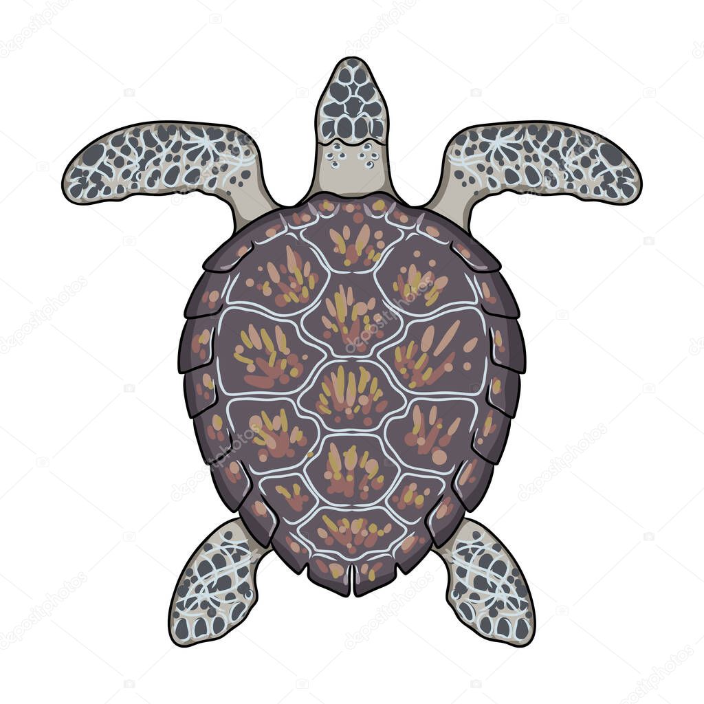 Turtle vector icon.Cartoon vector icon isolated on white background turtle.