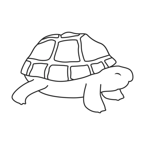 Icono de vector de tortuga marina.Icono de vector de contorno aislado en fondo blanco tortuga marina . — Archivo Imágenes Vectoriales