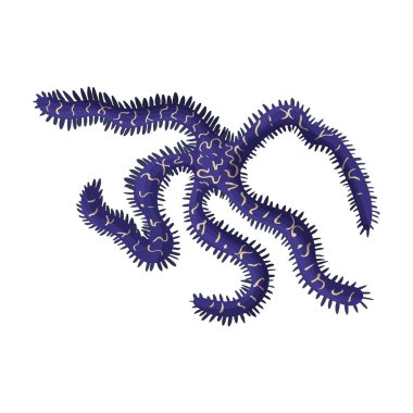 Denizyıldızı vektör simgesi. Çizgi film vektör simgesi beyaz arka planda izole edilmiş..