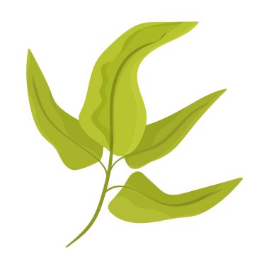 Deniz yosunu vektör simgesi. Karikatür vektör simgesi beyaz arkaplan yosununda izole edildi.