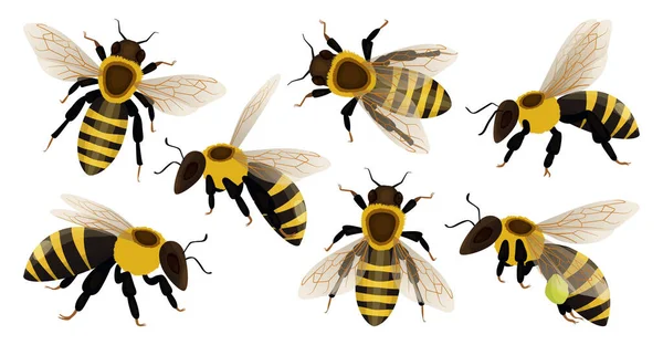 ミツバチの隔離された漫画セットのアイコン。白い背景にミツバチのベクトルイラスト動物。ベクトル漫画セットアイコンミツバチ . — ストックベクタ