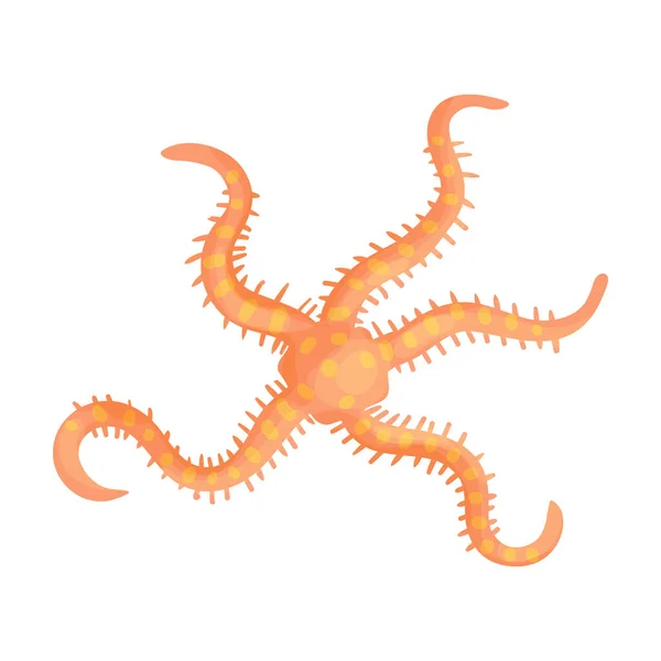 Starfish vektor ikon.Tecknad vektor ikon isolerad på vit bakgrund sjöstjärnor. — Stock vektor