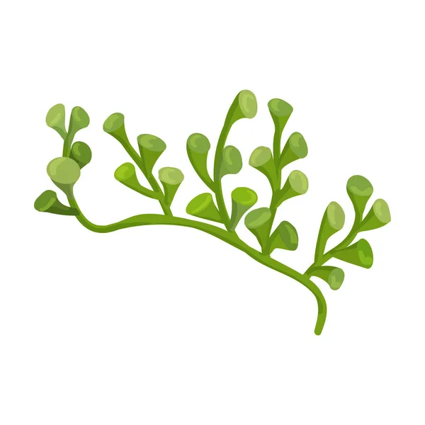 Icona vettoriale delle alghe marine. Icona vettoriale dei cartoni animati isolata su alghe bianche . — Vettoriale Stock
