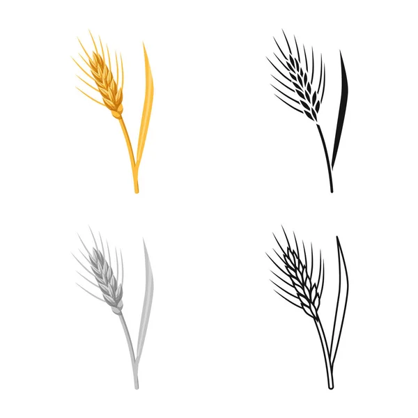 Vector design of barley and sheaf symbol. Collection of barley and crop vector icon for stock. — Stock Vector