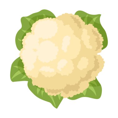 Karnabahar vektör simgesi. Karikatür vektör simgesi beyaz arkaplan karnabaharı üzerinde izole edildi.