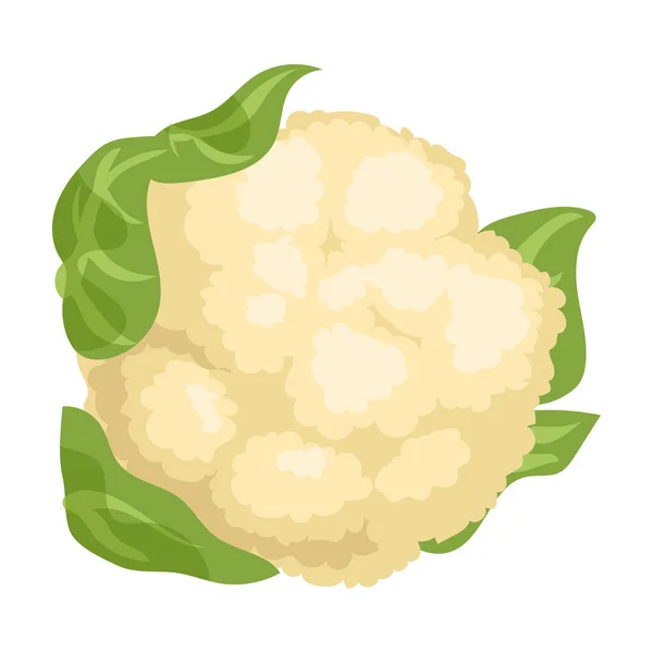 花椰菜矢量图标.白色背景花椰菜上孤立的卡通矢量图标. — 图库矢量图片