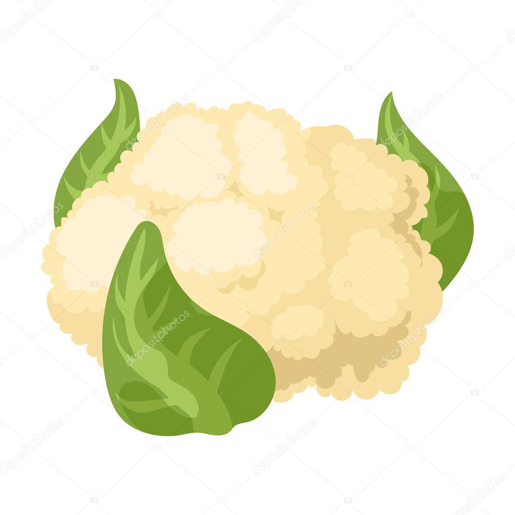 Cauliflower vector icon.Cartoon vector icon isolated on white background cauliflower.
