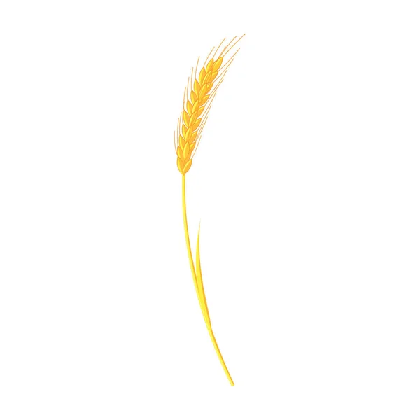 Weizenvektorsymbol. Cartoon-Vektorsymbol isoliert auf weißem Hintergrund Weizen. — Stockvektor