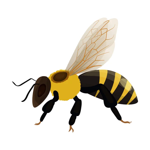 Honungsbi vektor ikon.Tecknad vektor ikon isolerad på vit bakgrund honung bi. — Stock vektor