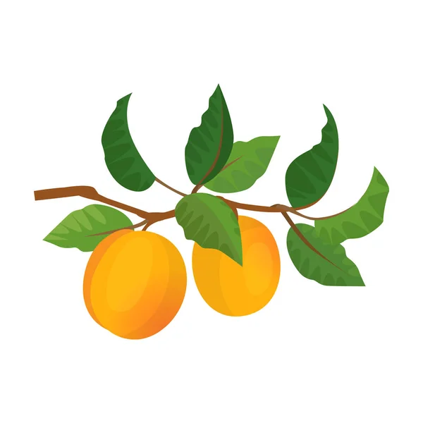 杏树向量图标.在白色背景杏树上孤立的卡通向量图标. — 图库矢量图片