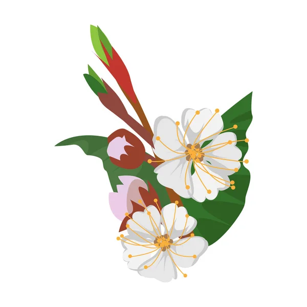 Цветок абрикосового вектора икона. Иконка вектора карикатуры выделена на белом фоне цветка абрикоса . — стоковый вектор