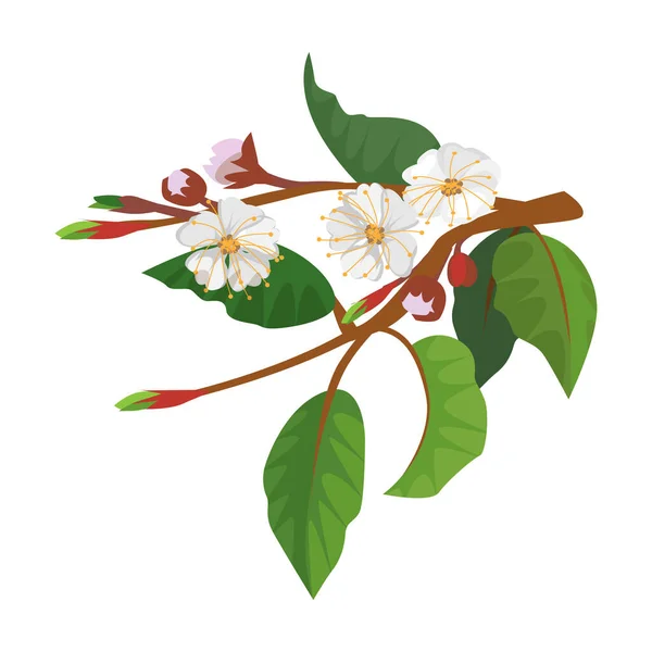 Fiore di albicocca vettoriale icon.Cartoon icona vettoriale isolato su sfondo bianco fiore di albicocca . — Vettoriale Stock