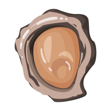 İstiridye vektör simgesi. Beyaz arkaplan istiridyesinde izole edilmiş çizgi film vektör simgesi..