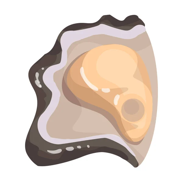Ícone vetorial Oyster vetor icon.Cartoon isolado no fundo branco ostra . — Vetor de Stock