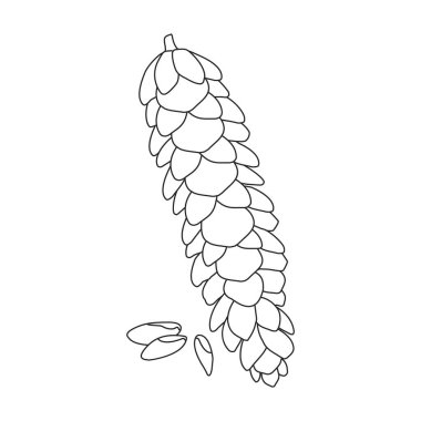 Pineof cone vektör simgesi. Çizgi vektör simgesi koninin beyaz arkaplan çamı üzerinde izole edilmiş..