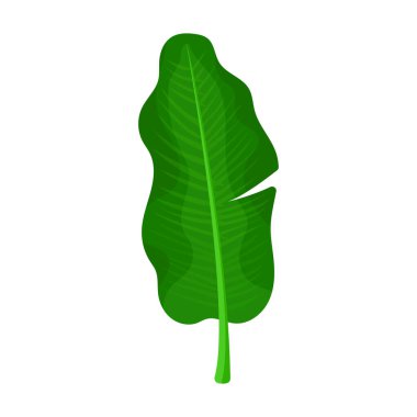 Yaprak muz vektör simgesi. Beyaz arkaplan yapraklı muz üzerinde izole edilmiş çizgi film vektör simgesi..