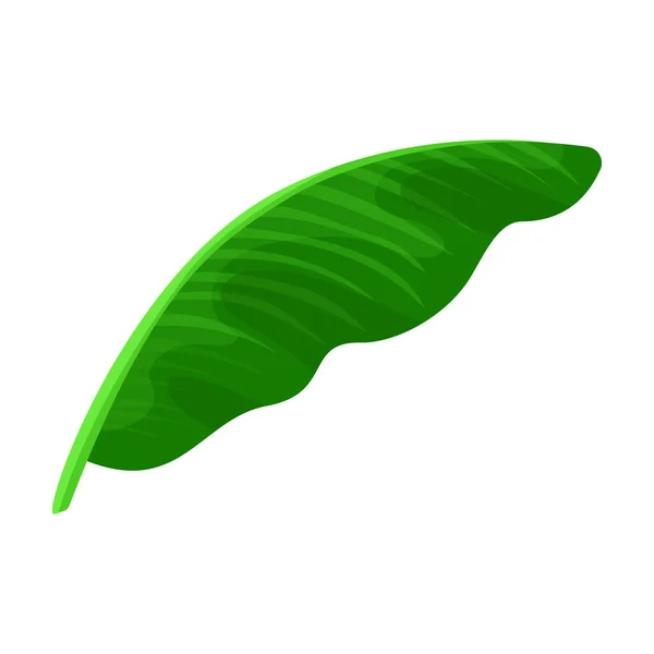 Leaf banana vector icon.Cartoon vector icon isolated on white backleaf banana. — 스톡 벡터