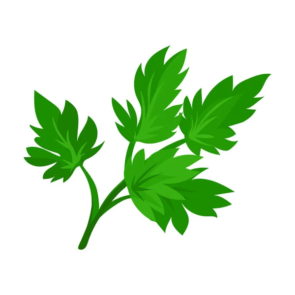 Leaf of celery vector icon.Cartoon vector icon isolated on white background leaf of celery. — Stock Vector