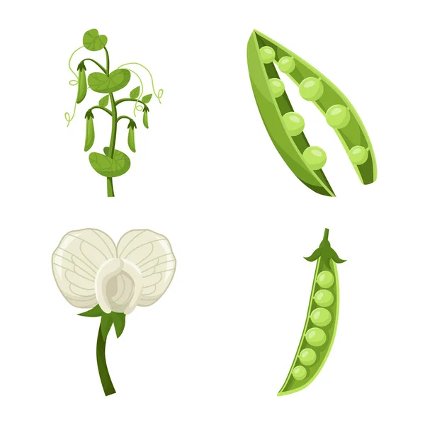 Ilustração vetorial de feijão e logotipo da cultura. Coleção de feijão e ícone vetor vegetal para estoque . —  Vetores de Stock