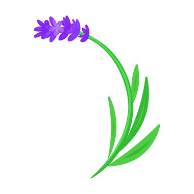 Lavanta vektör simgesi. Beyaz arka plan lavantasına izole edilmiş çizgi film vektör simgesi..