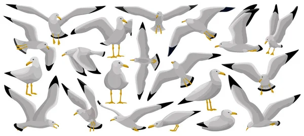 Bird gull vetor desenho animado conjunto ícone. Ilustração vetorial gaivota sobre fundo branco. Conjunto de desenhos animados isolado ícone gaivota de pássaro . — Vetor de Stock