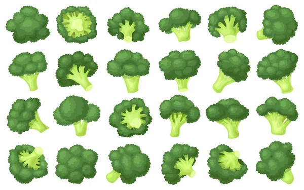 Broccoli smulor vektor tecknad uppsättning ikon. Vektor illustration brocolli kål på vit bakgrund. Isolerad tecknad uppsättning ikon broccoli. — Stock vektor