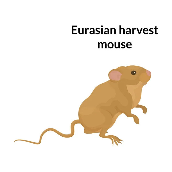 Icône vectorielle de la souris Icône vectorielle de la bande dessinée isolée sur fond blanc souris. — Image vectorielle