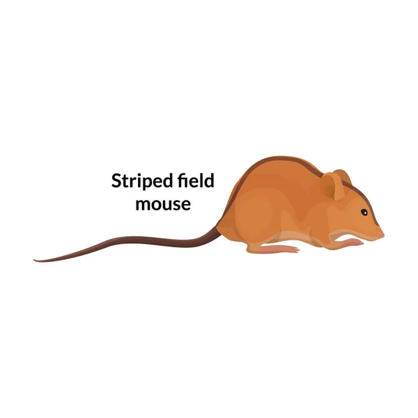Mausvektorsymbol. Cartoon-Vektorsymbol isoliert auf weißem Hintergrund Maus. — Stockvektor