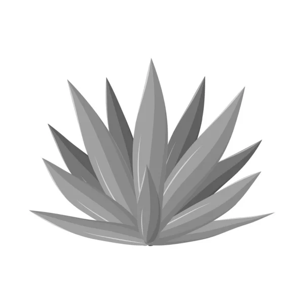 Objeto isolado de agave e logotipo de tequila. Elemento web de agave e símbolo de estoque azul para web . —  Vetores de Stock