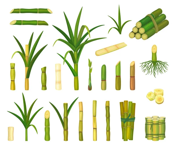 Sugar cane isolated cartoon set icon. Vector cartoon set icon sugarcane. Vector illustration sugar cane on white background. — Stock Vector