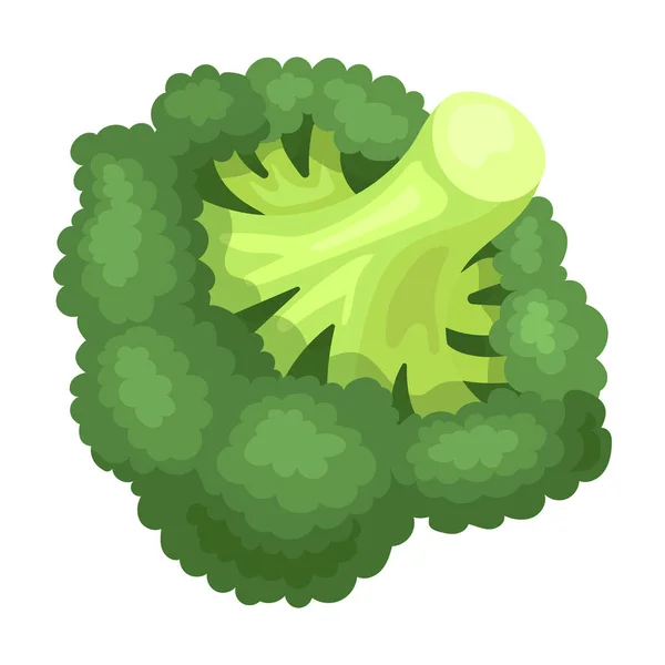 Icona vettoriale Broccoli. Icona vettoriale dei cartoni animati isolata su sfondo bianco broccoli . — Vettoriale Stock