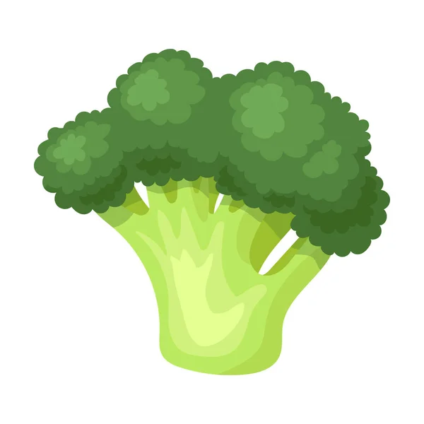 Broccoli vector icon.Cartoon vector pictogram geïsoleerd op witte achtergrond broccoli. — Stockvector