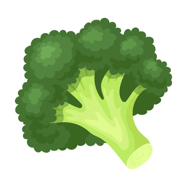 Icono de vector de brócoli. Icono de vector de dibujos animados aislado sobre fondo blanco brócoli . — Vector de stock