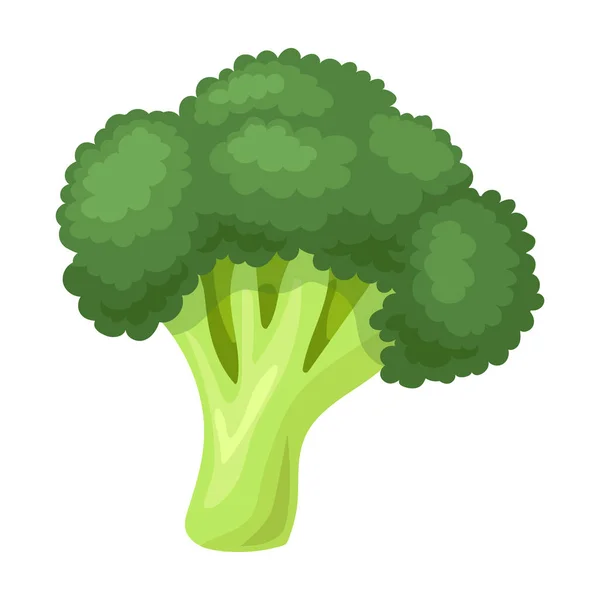 Icône vectorielle brocoli Icône vectorielle dessin animé isolée sur fond blanc brocoli . — Image vectorielle