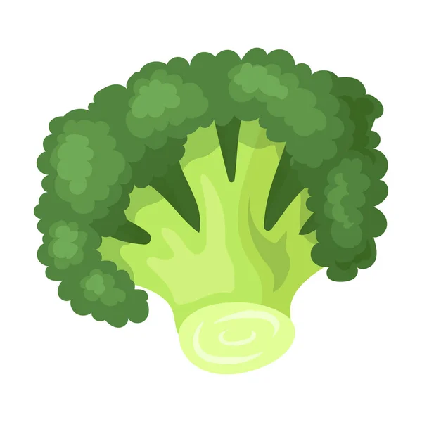 Broccoli vector icon.Cartoon vector icon isolated on white background broccoli. — Stock Vector